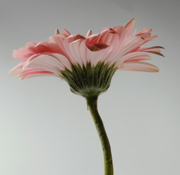 Pink gerbera daisy in side profile against a soft gray gradient background